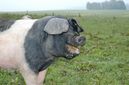 Auch Turopolje-Schweine leben auf dem Bio Noah Hof