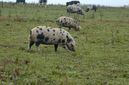 Neben zahlreichen anderen Schweinen und Kühen grasen die Tiere auf großzügigen Weiden auf dem Bio Noah Hof